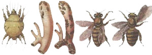 Акарапидоз- инвазионная болезнь пчел