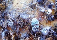 Аспергиллез (каменный расплод) - инфекционная болезнь пчел