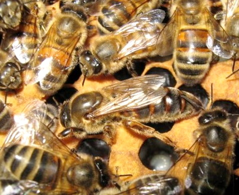 бакфаст (бакфастские пчелы)
