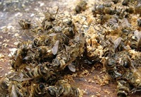 гафниоз или паратиф пчел