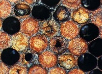 Американский гнилец - инфекционная болезнь пчел
