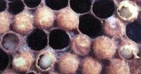 Мешотчатый расплод - инфекционная болезнь пчел