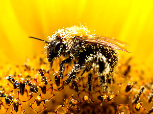 опыление растений пчелами